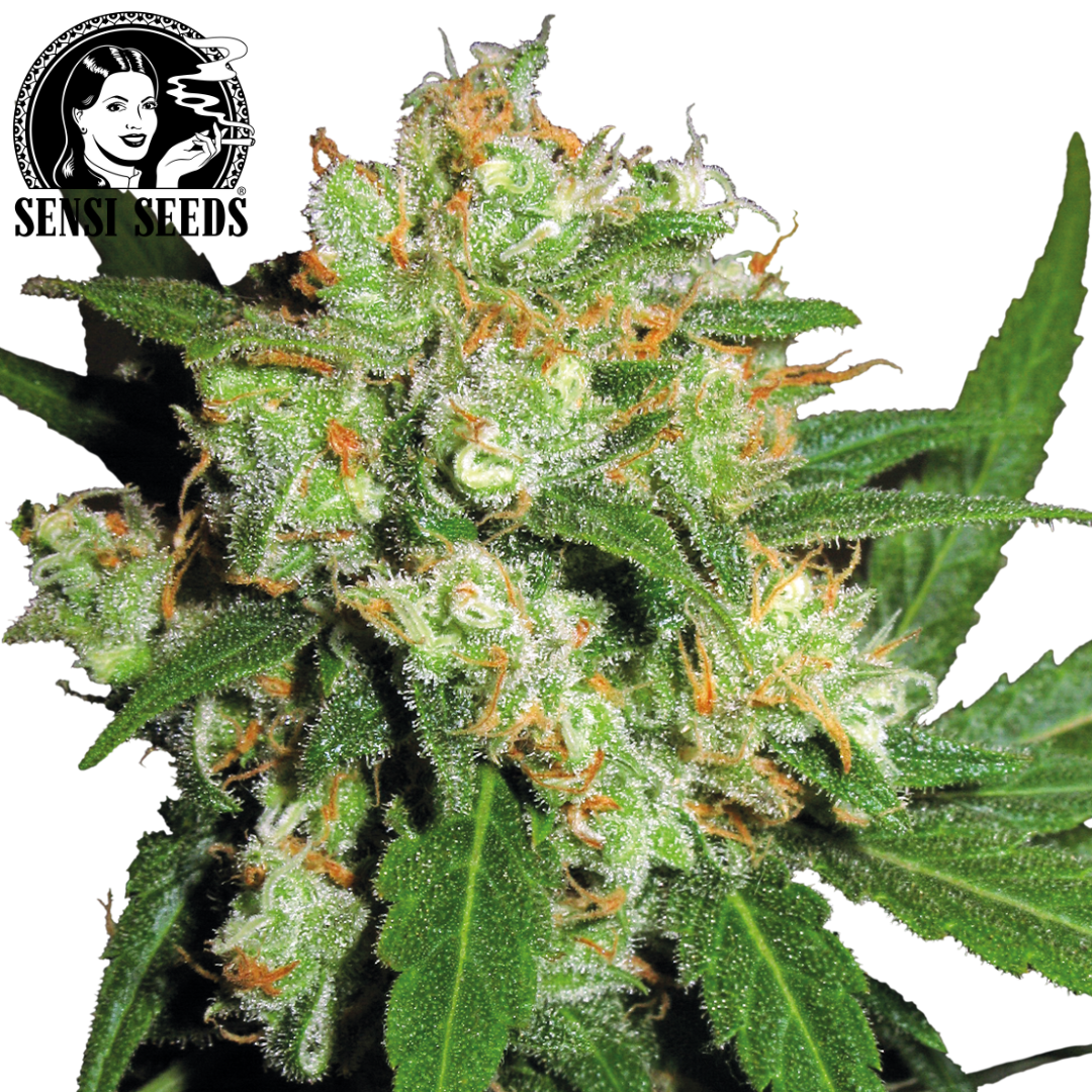 T-Shirt, Sensi Seeds®, HD Print, Grau